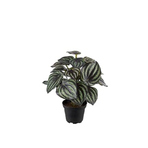 Kunstig peperomia plante